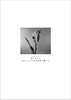 Aimyon "Oishii Pasta ga Aru to Kiite" Band Score TAB Sheet Music Book
